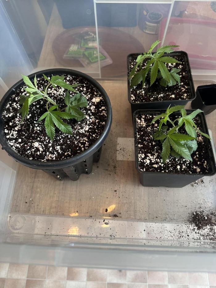 Serious Wizard. Week 1