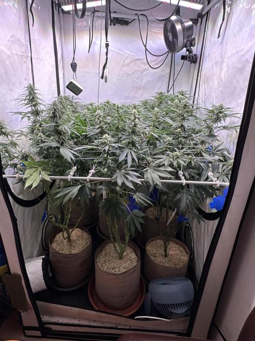 Serious Wizard. Week 10