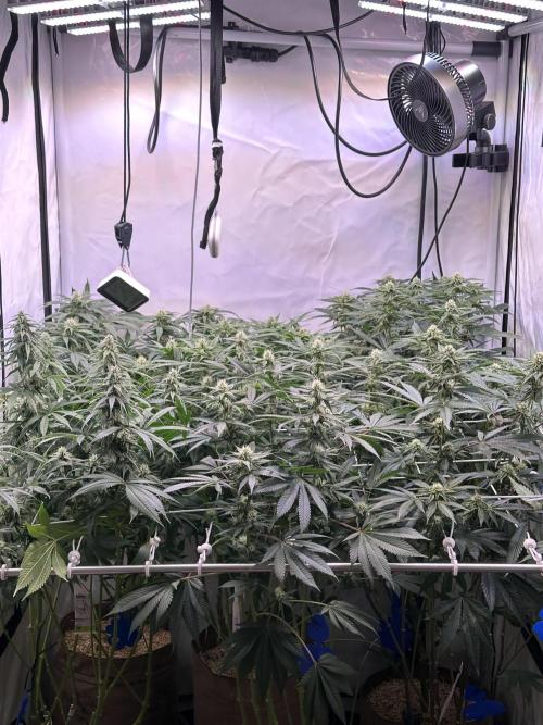 Serious Wizard. Week 10