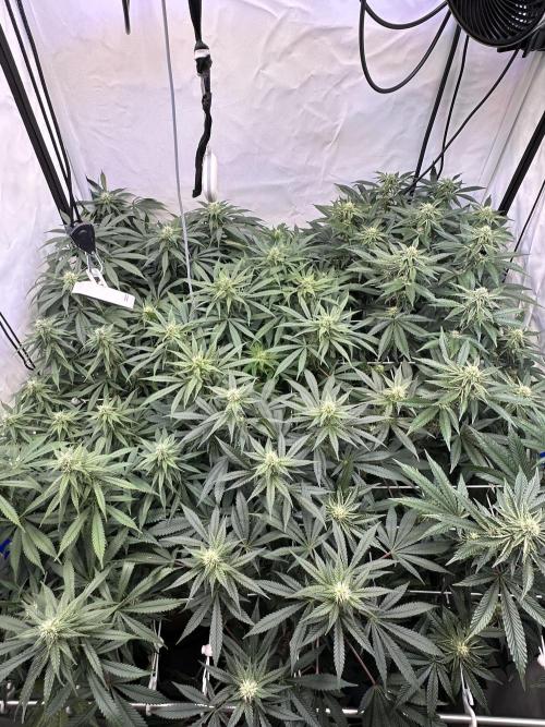 Serious Wizard. Week 10