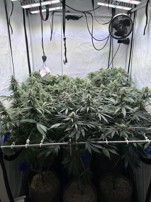 Serious Wizard. Week 11