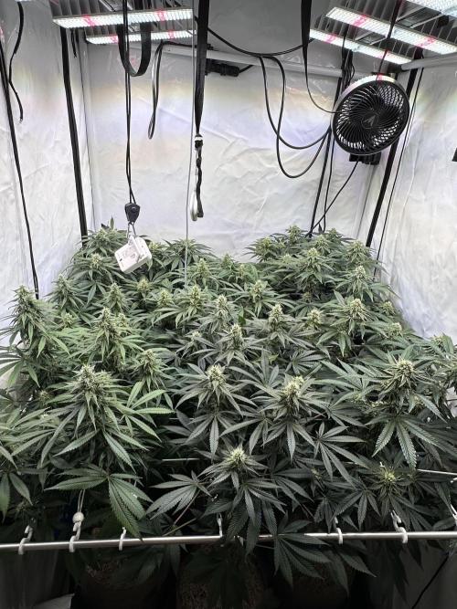 Serious Wizard. Week 11