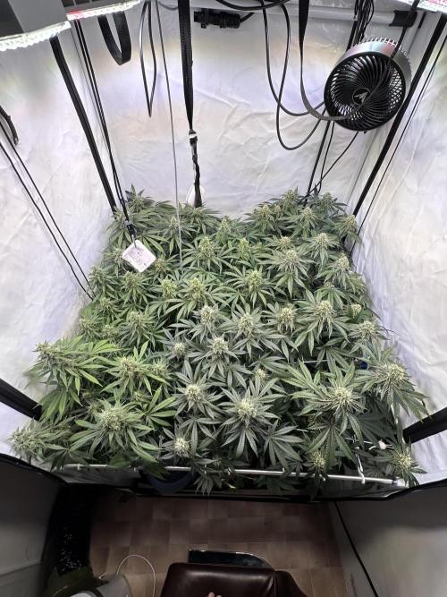 Serious Wizard. Week 12