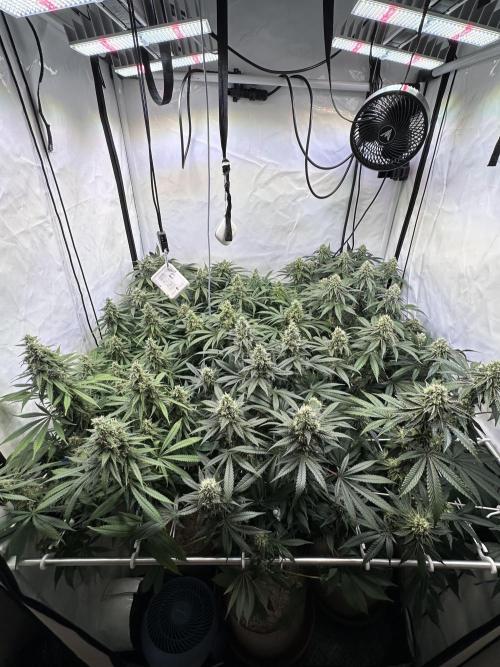 Serious Wizard. Week 12