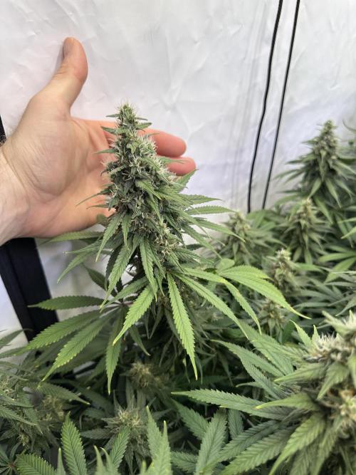Serious Wizard. Week 12