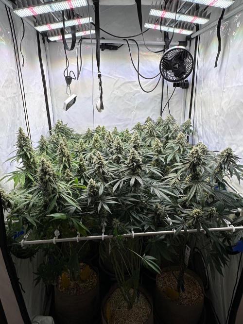 Serious Wizard. Week 13