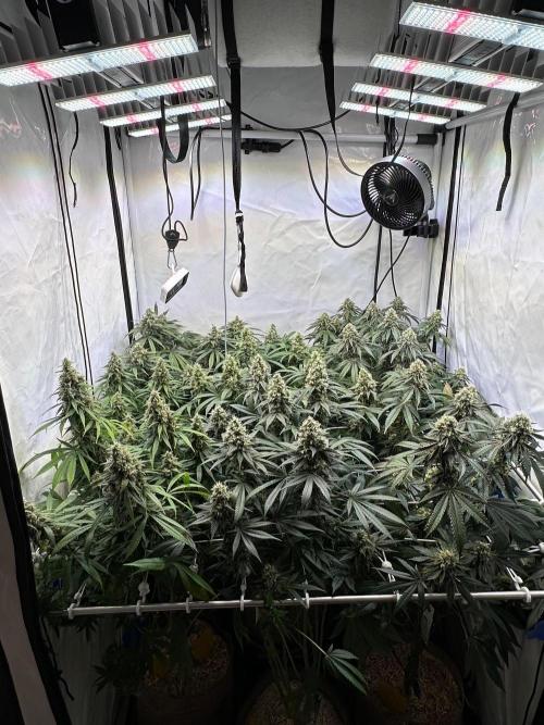 Serious Wizard. Week 13