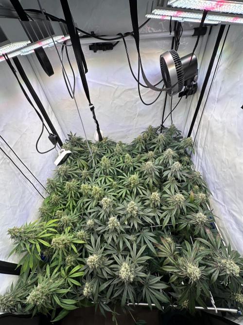 Serious Wizard. Week 13