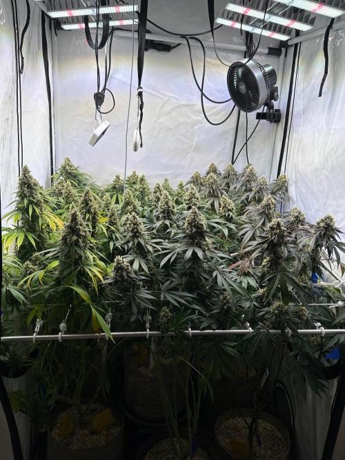 Serious Wizard. Week 14