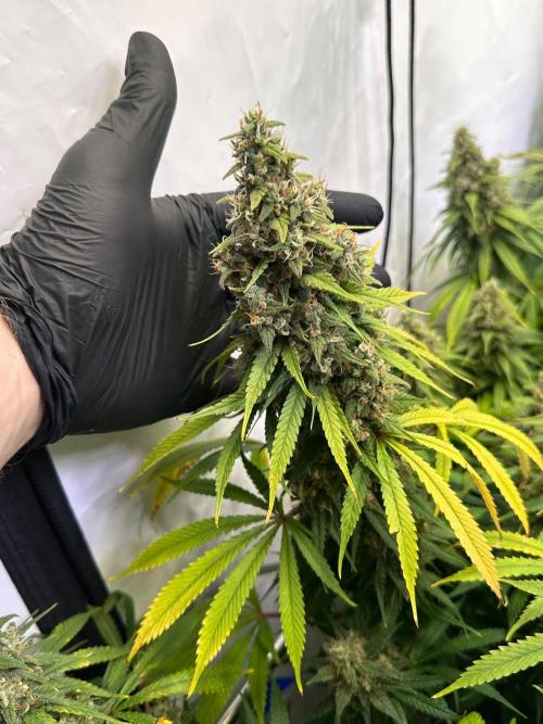 Serious Wizard. Week 14