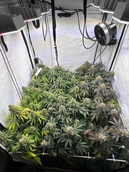 Serious Wizard. Week 14