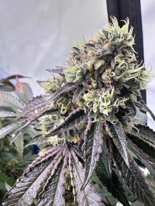 Serious Wizard. Week 14