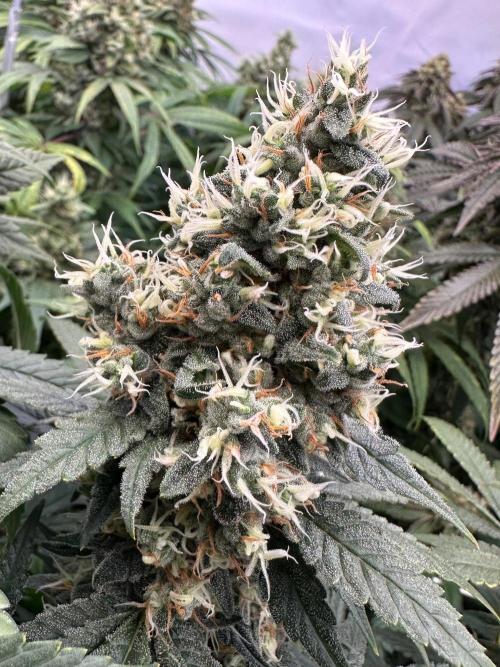 Serious Wizard. Week 14