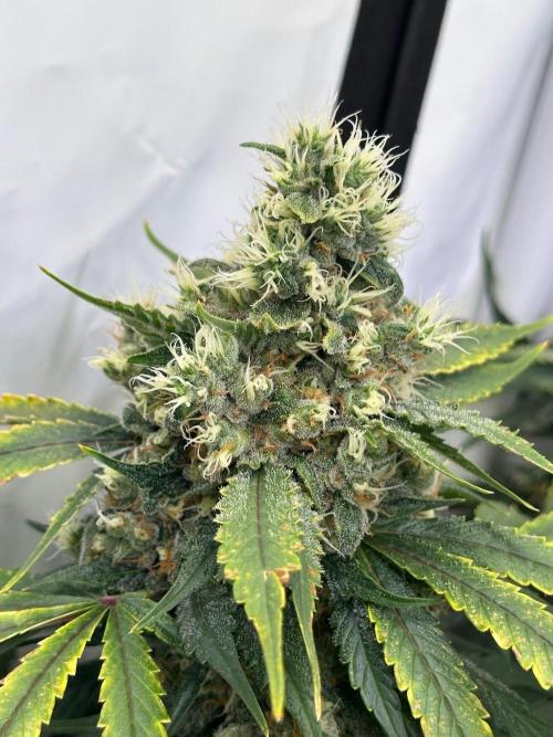 Serious Wizard. Week 14