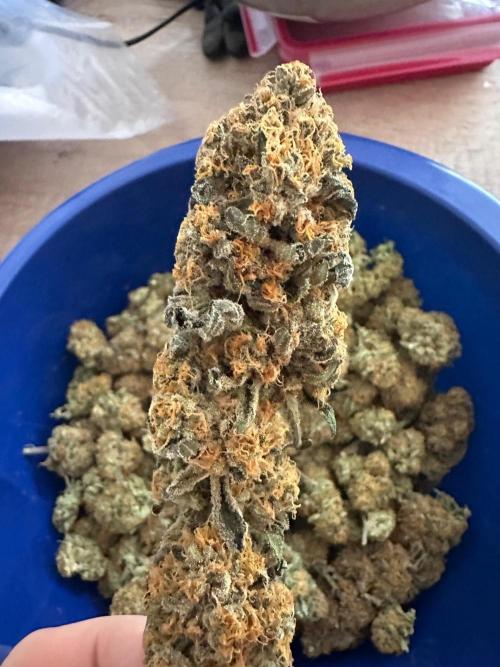 Serious Wizard. Week 15