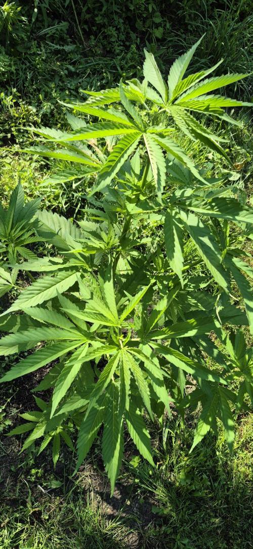 Sour Moose. Week 9