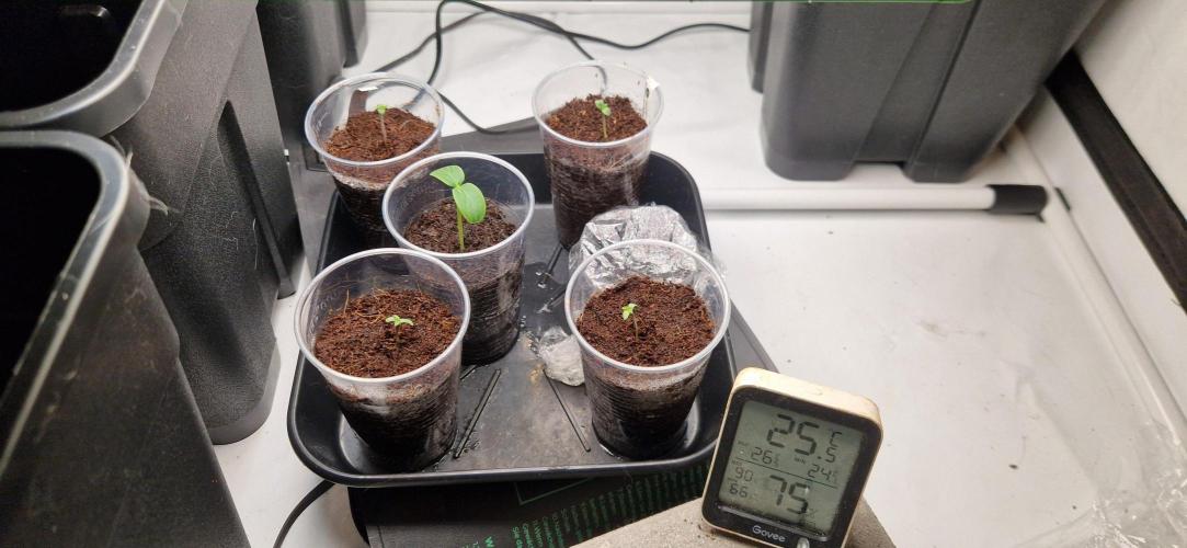 4 Autos und ne Gurke. Week 0 - Ca 52std nach Saat