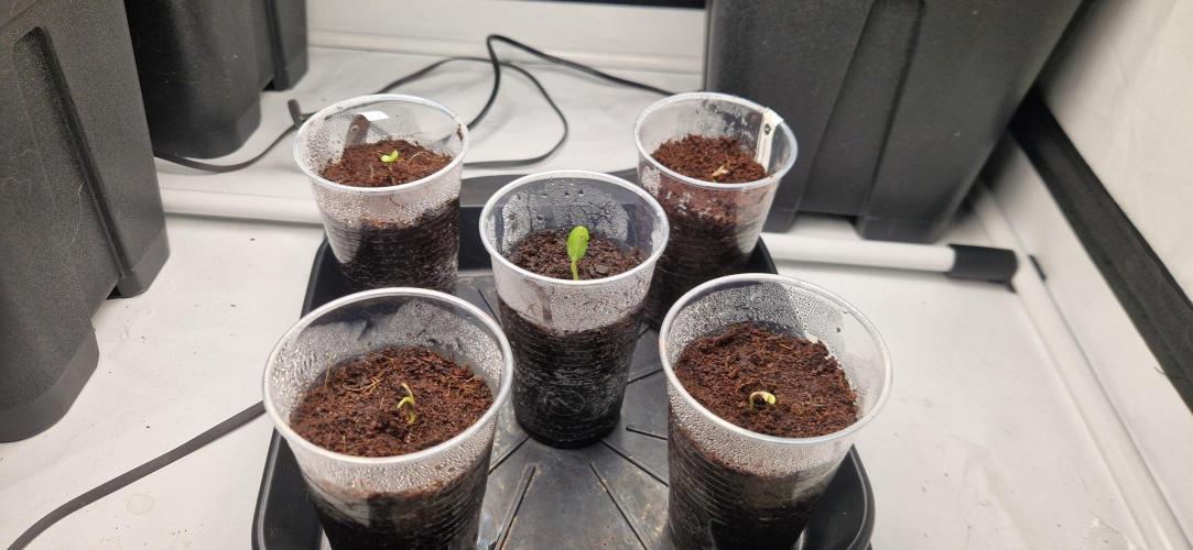 4 Autos und ne Gurke. Week 0 - Ca. 36std nach Saat. 
