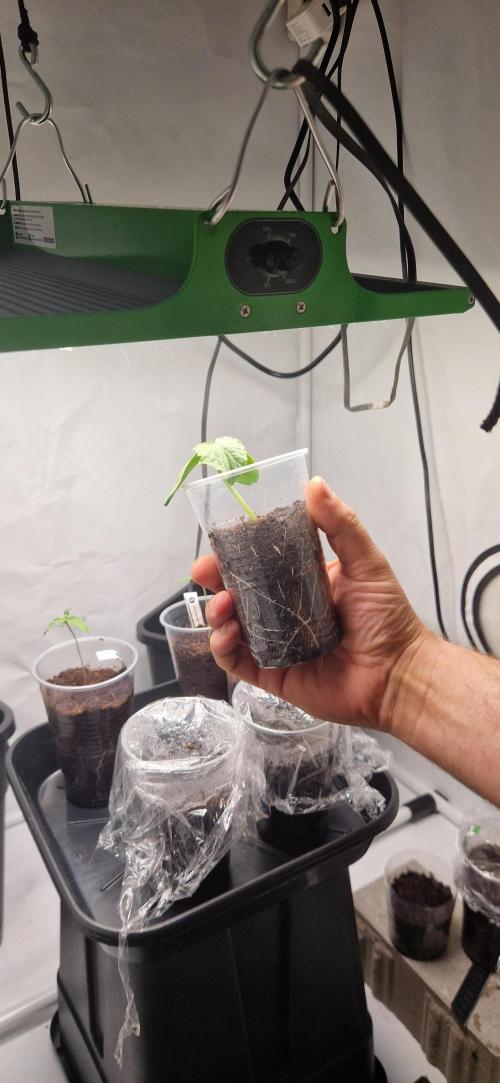 4 Autos und ne Gurke. Week 1 - Gurke View1