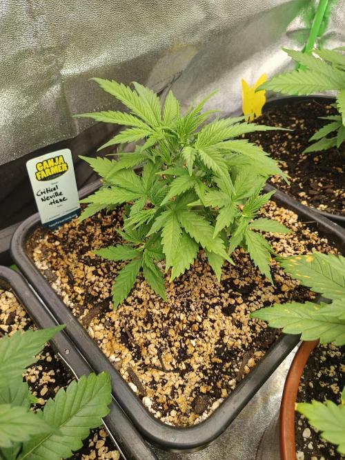 Critical Neville Haze Auto. Week 4