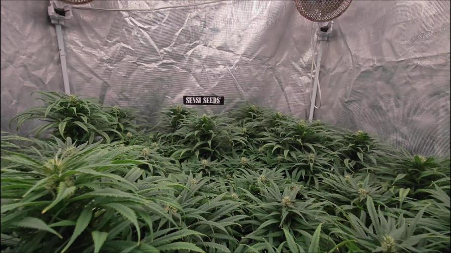 Jack Herer (my first love) old but Gold!