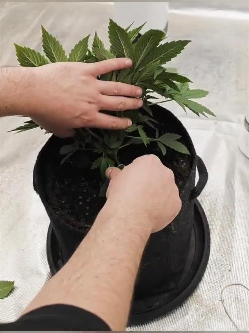 Cloneing Fast Buds Orange Sherbet FF