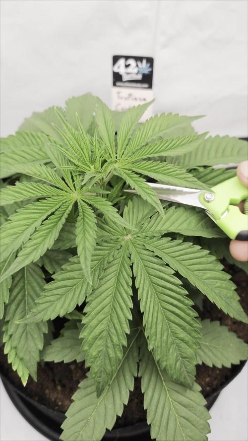 Tropicana Cookies FF