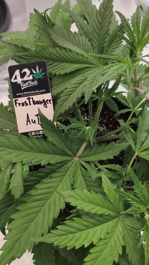 Frostbanger Auto