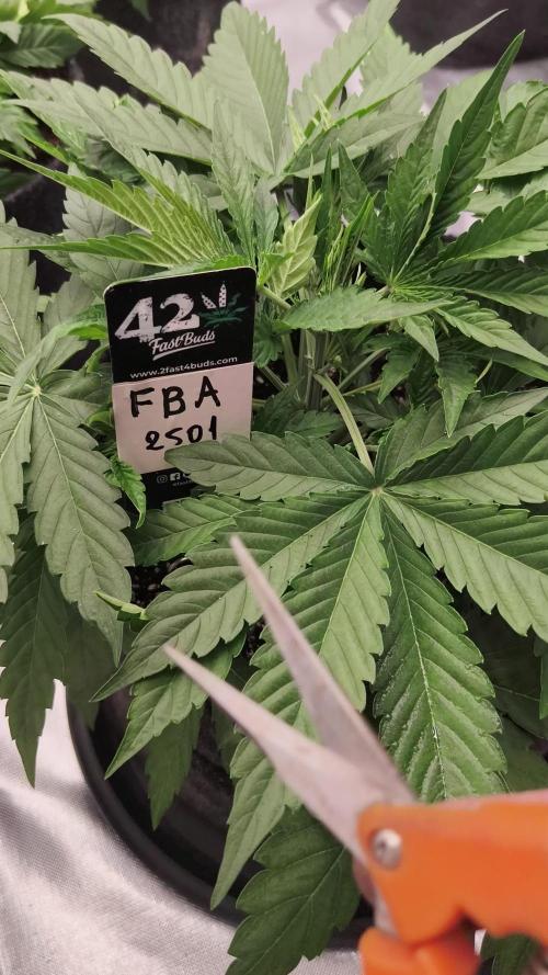 FBA2501