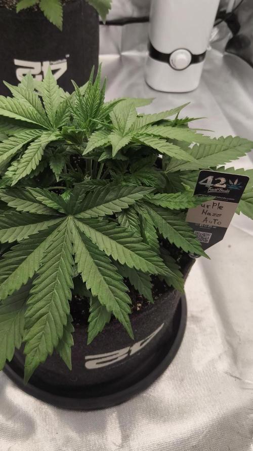 Purple haze Auto