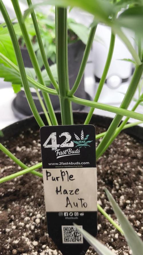 Purple Haze Auto