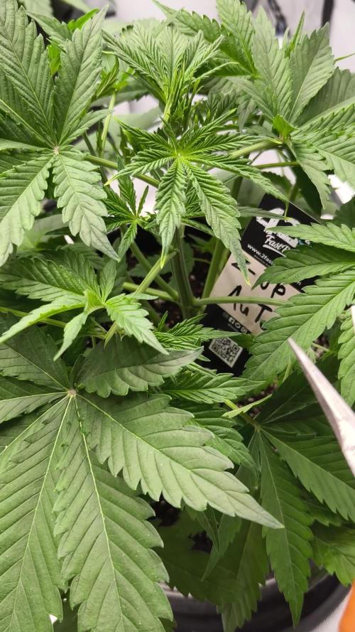 Z-UP Auto