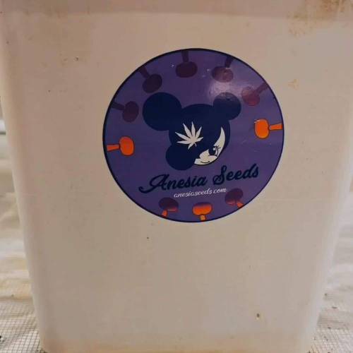 Auto Betty