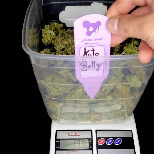 Auto Betty