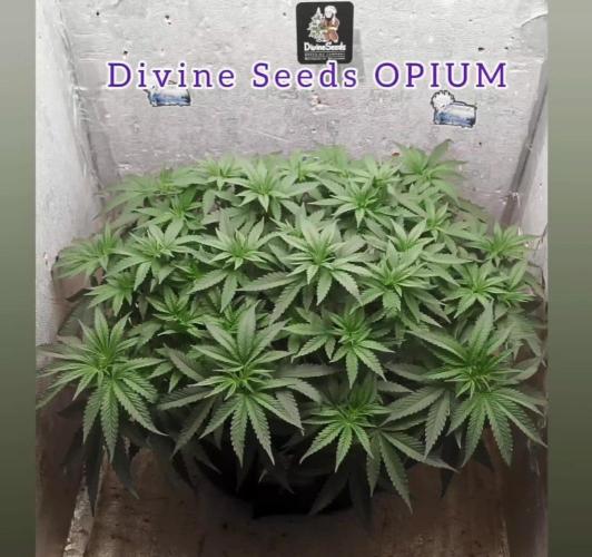 OPIUM