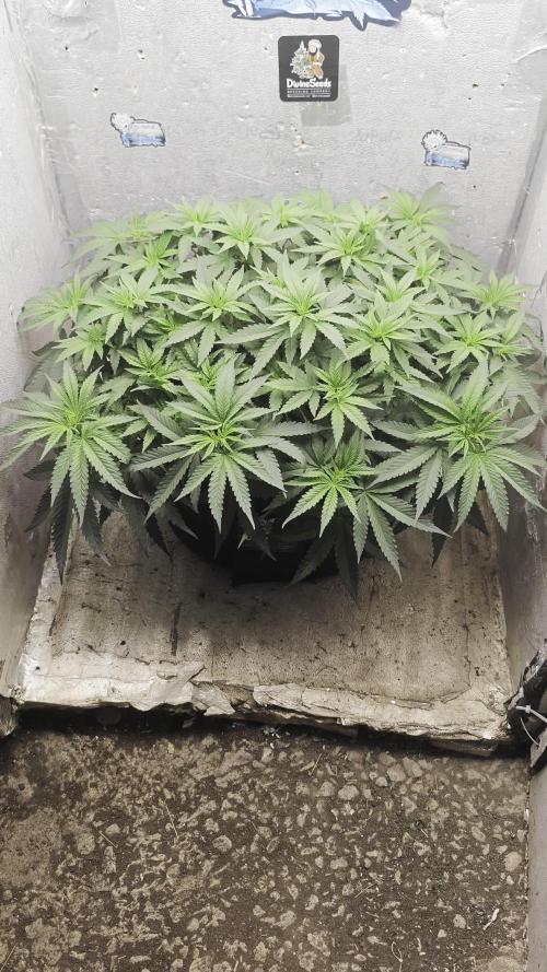 OPIUM