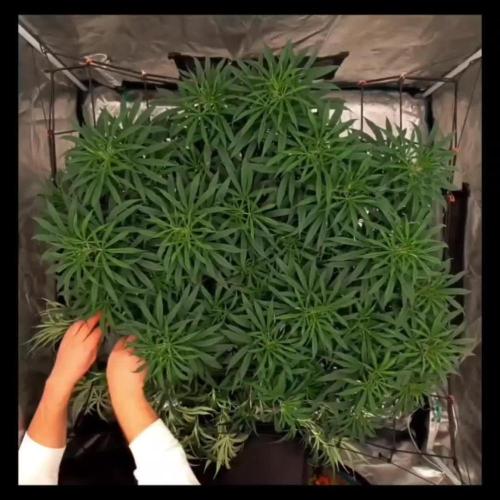 Jack Herer (my first love) old but Gold!