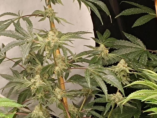 Coco riego capilar. Week 6 - Grape gas clon , madura muy rapido