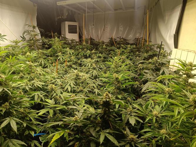 Coco riego capilar. Week 6 - Vista general , hay sherlato , blueberry , critical 2.0 y clon de afghan 
