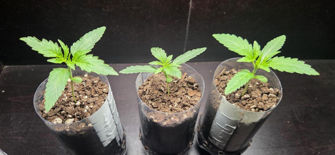 Easy Bud. Week 2
