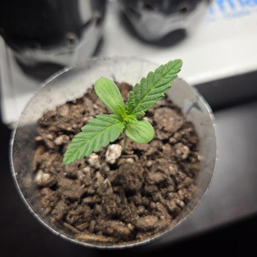 Easy Bud Auto Outdoor Grow - Rookie. Week 2