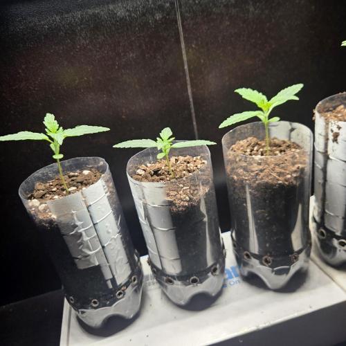 Easy Bud. Week 2