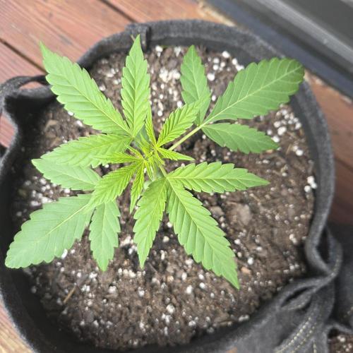 Easy Bud Auto Outdoor Grow - Rookie. Week 4