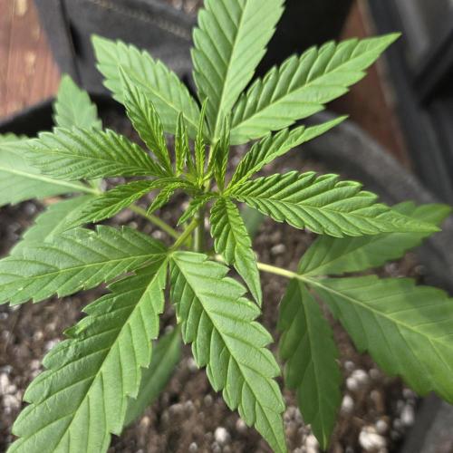 Easy Bud Auto Outdoor Grow - Rookie. Week 4