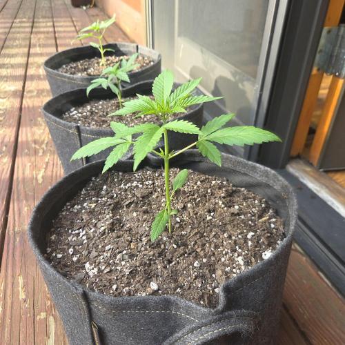 Easy Bud Auto Outdoor Grow - Rookie. Week 4