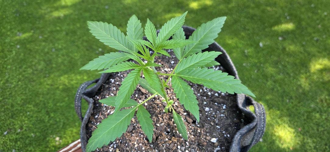 Easy Bud. Week 4