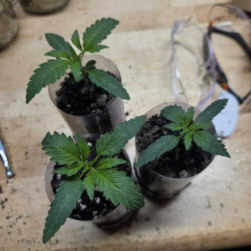 Easy Bud Auto Outdoor Grow - Rookie. Week 3