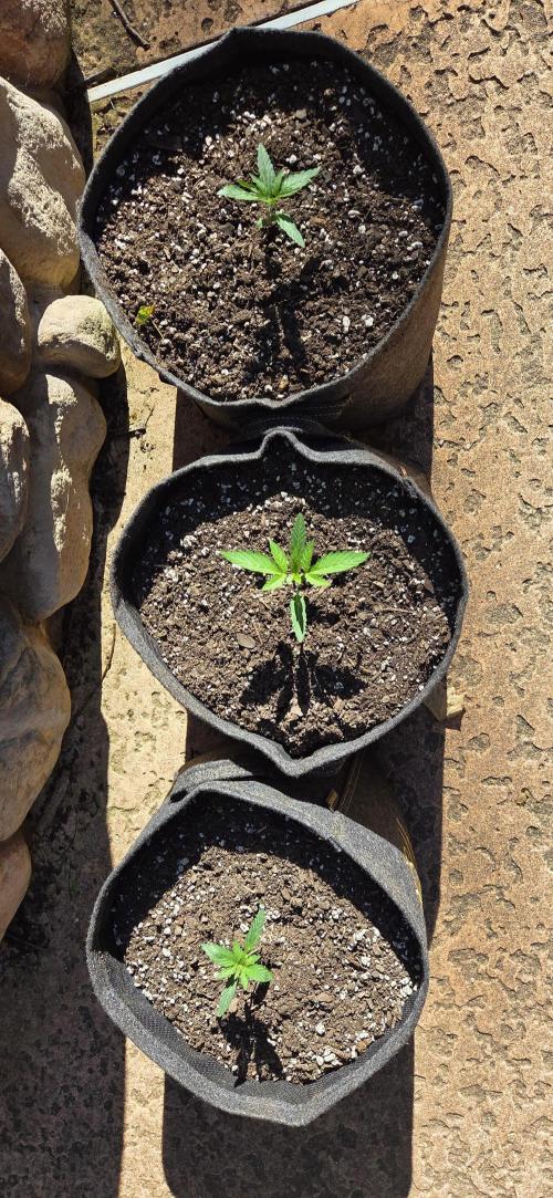 Easy Bud Auto Outdoor Grow - Rookie. Week 3