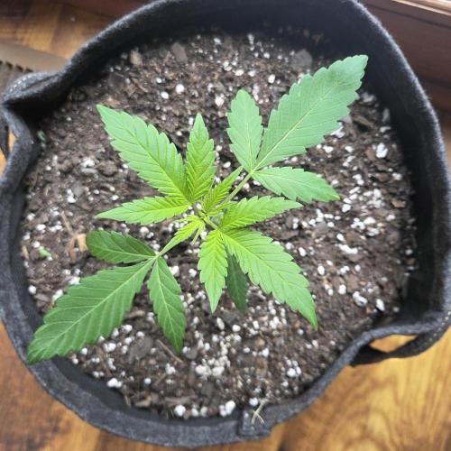 Easy Bud. Week 3