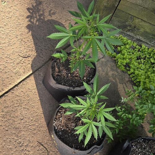 Easy Bud. Week 5